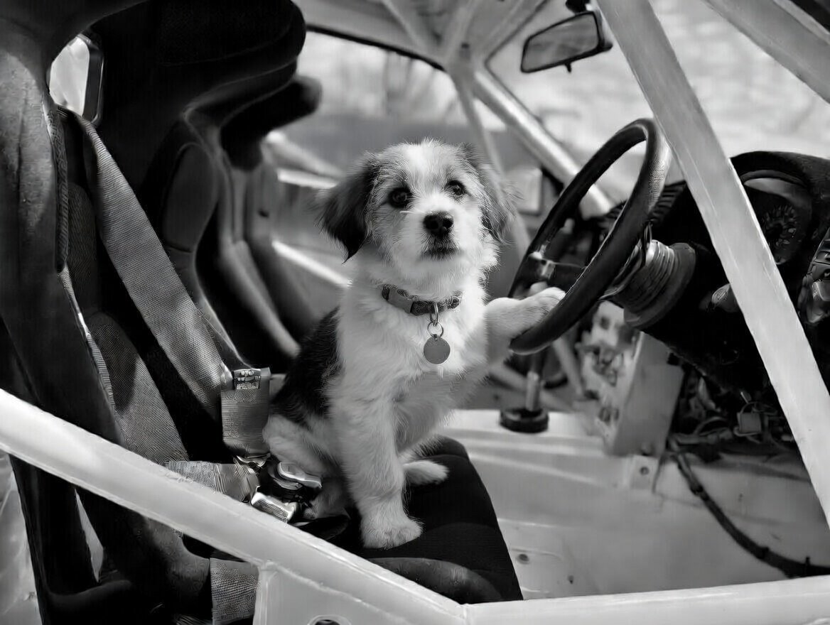 Rosie, the Flightline Jack Russell